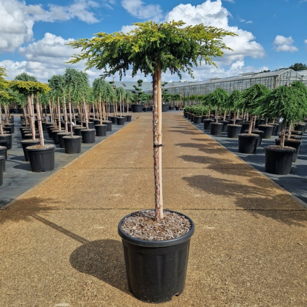 Genévrier commun 'goldschatz' pot 15l 80cm - juniperus communis goldschatz