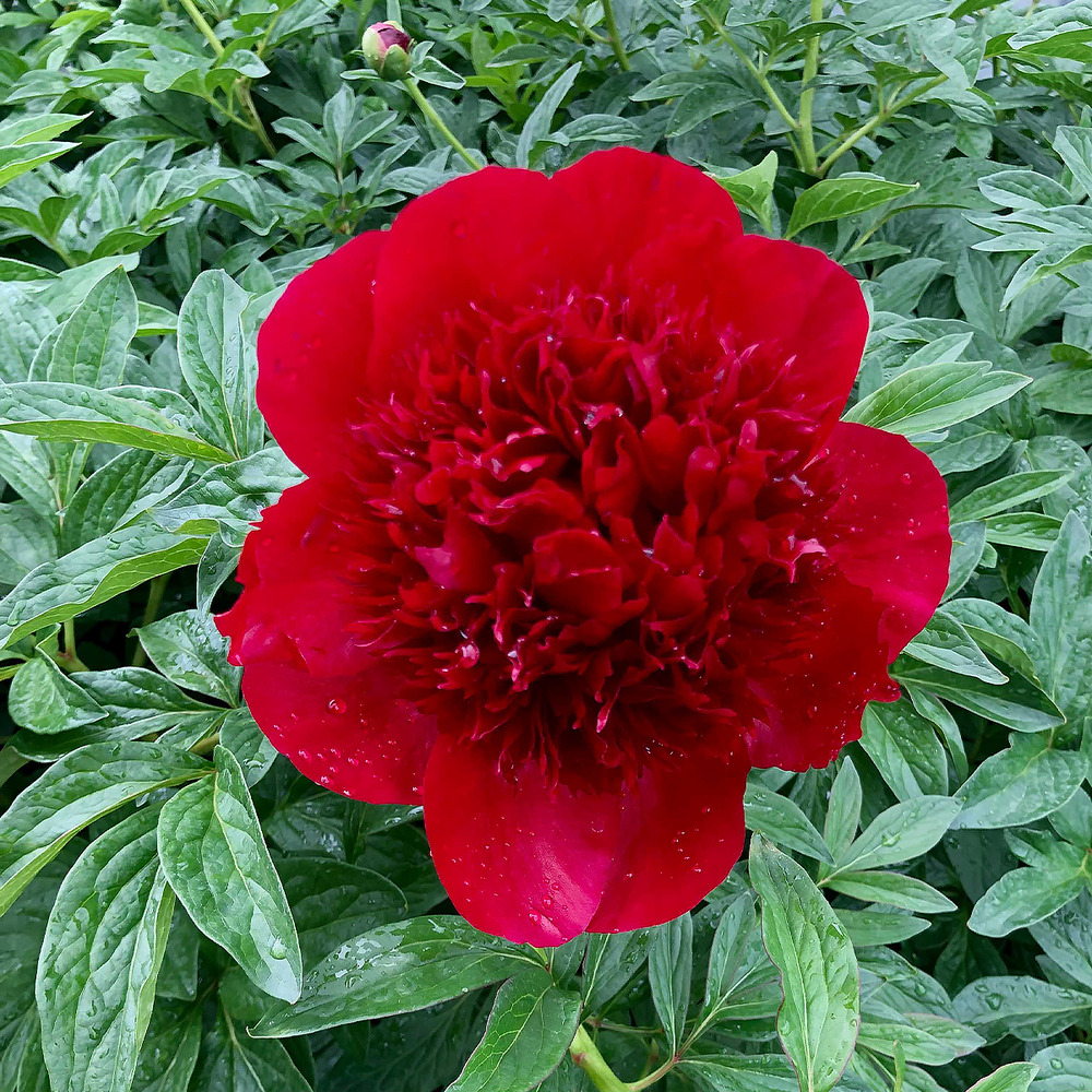Pivoine de chine 'red charm' pot de 3l/4l