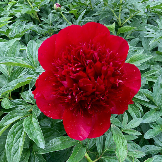 Pivoine de chine 'red charm' pot de 3l/4l