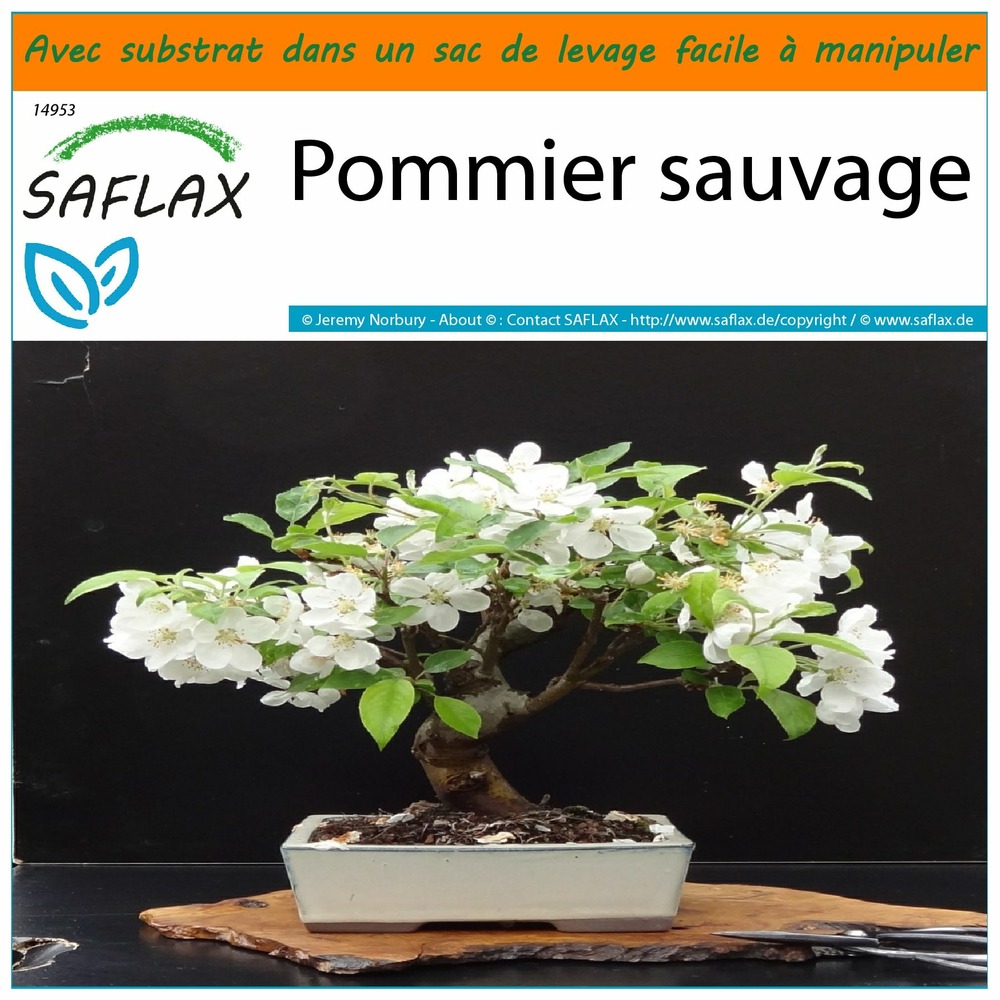 Garden in the bag - pommier sauvage - 30 graines - malus sylvestris