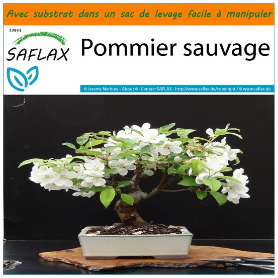 Garden in the bag - pommier sauvage - 30 graines - malus sylvestris