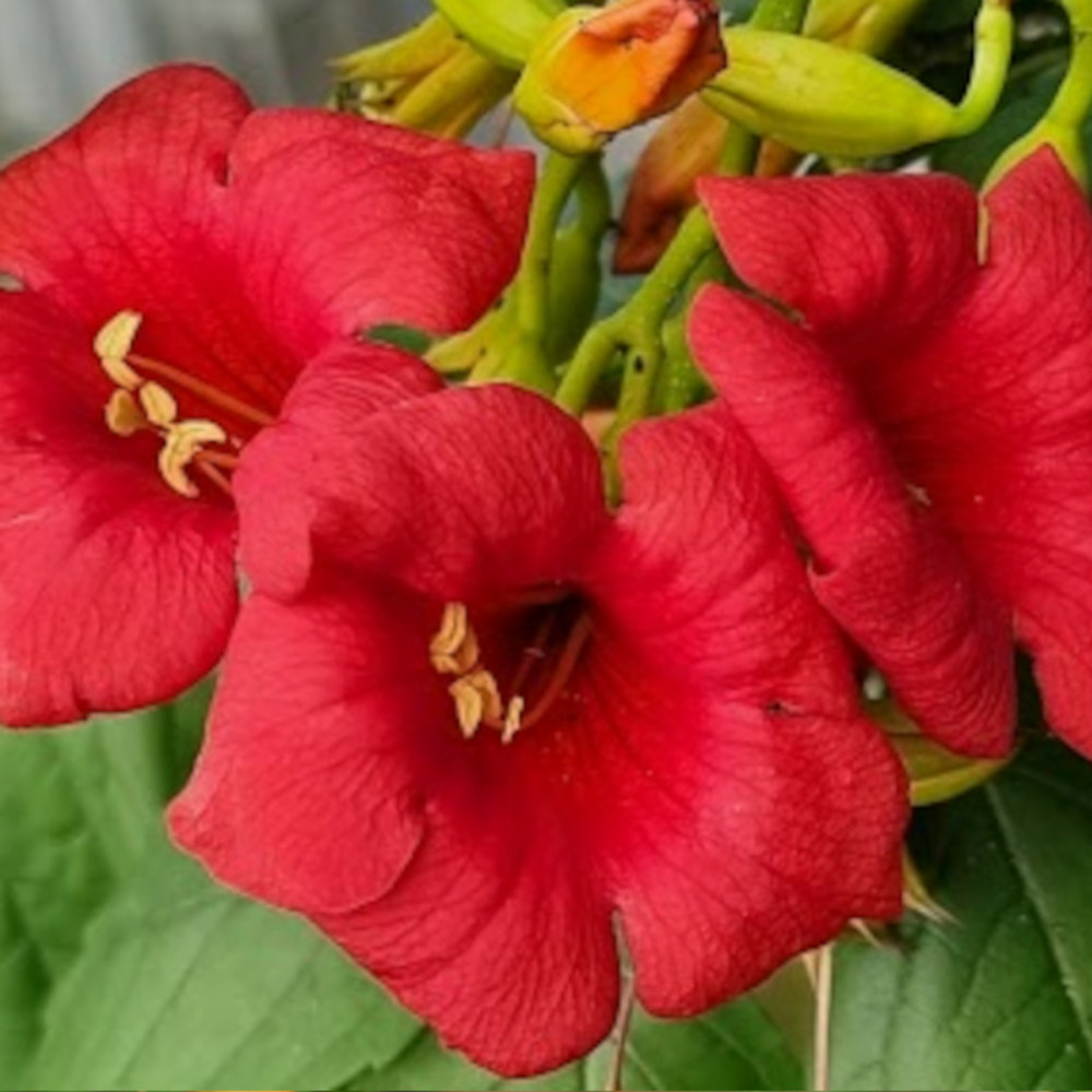 Bignone ebony & red® 'mincamroug13' pot de 3l - echelle bambou 60/120 cm