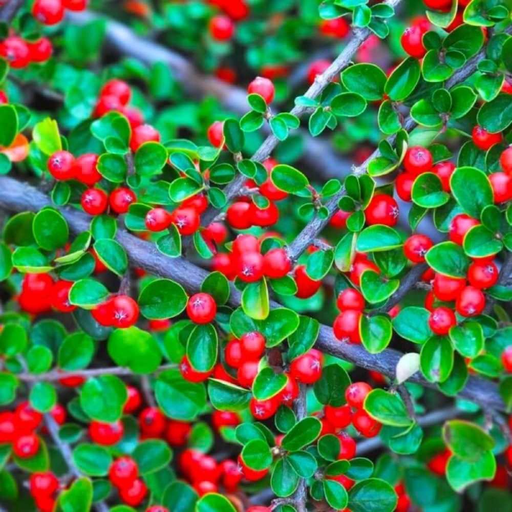 Cotoneaster rampant (cotoneaster horizontalis)