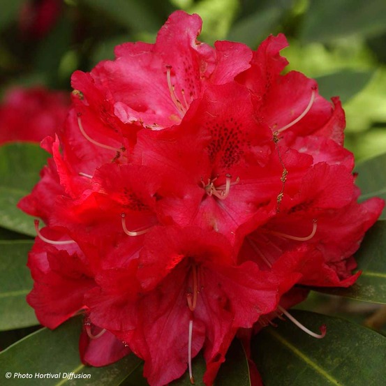 Rhododendron 'wilgen's ruby' pot de 4l/5l