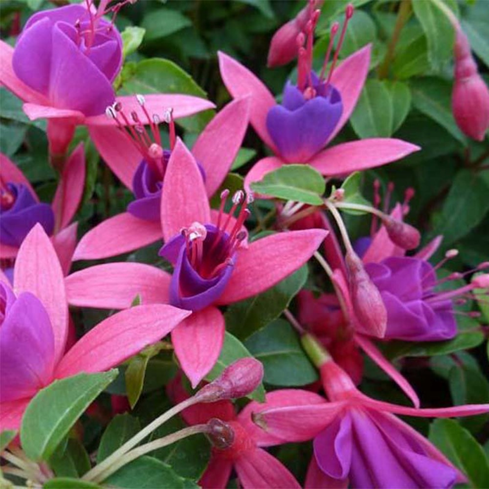 Fuchsia 'tom thumb' godet de 8/9 cm