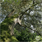 Quercus ilex  c.7,5l