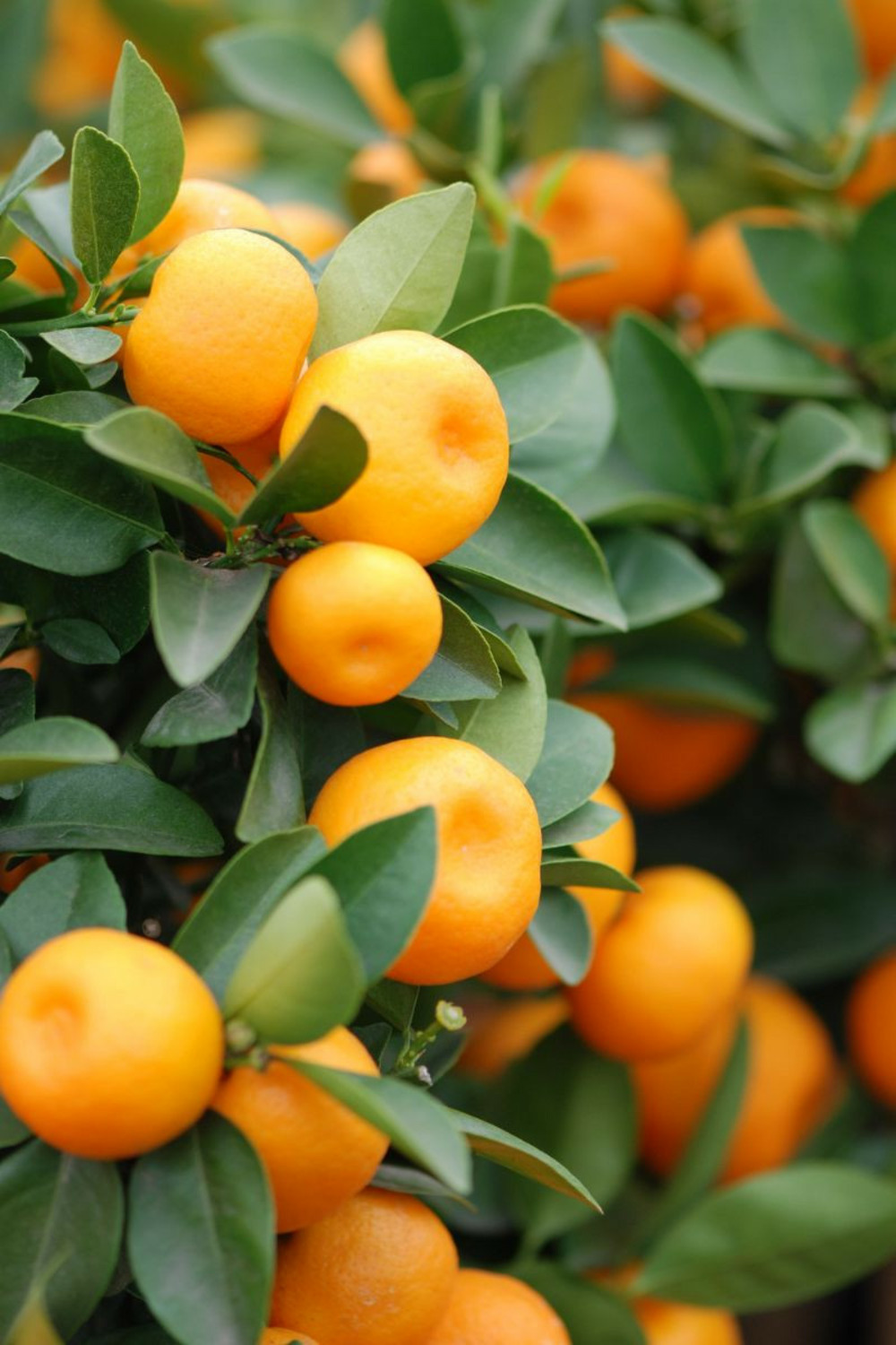 Oranger nain ou calamondin - en pot de 5 litres