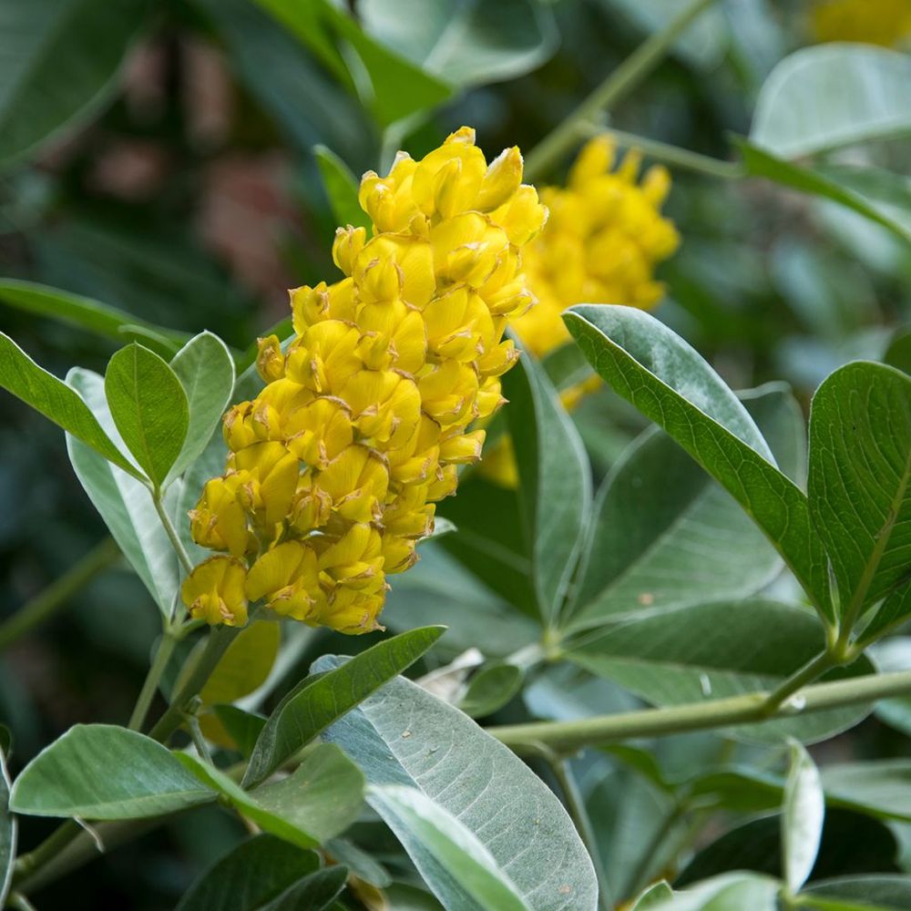 Genêt ananas pot de 3l/4l