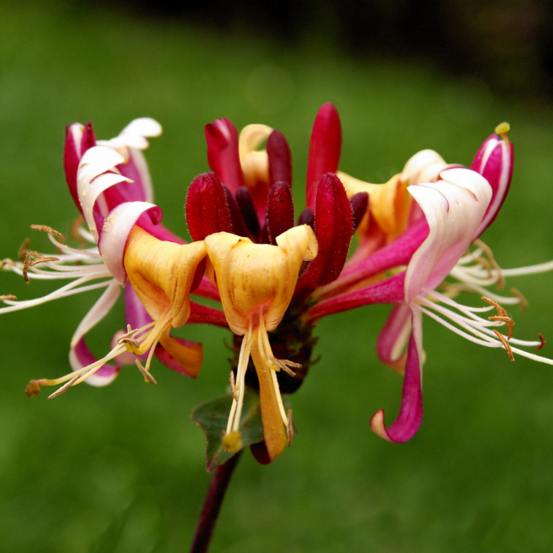 Chèvrefeuille - lonicera periclymenum serotina 70cm