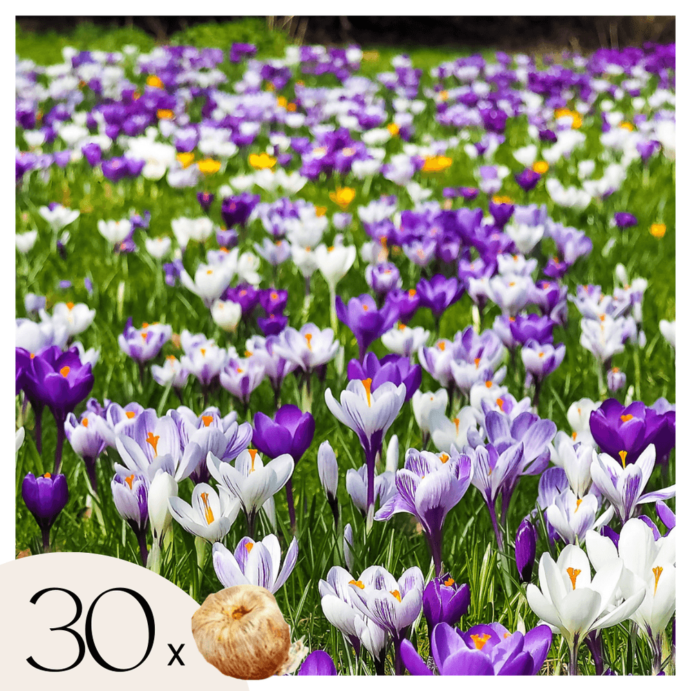 Fleur printanière - set de 30 - crocus 'large flowering mix' - bulbes à fleurs