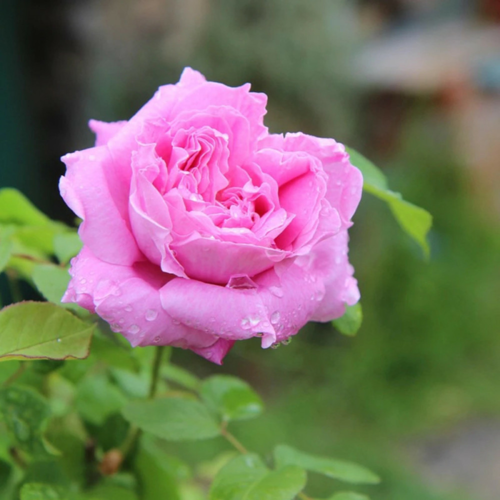 Rosier grimpant our last summer 'relax0009' - prêt à fleurir pot de 5 litres - prêt à fleurir