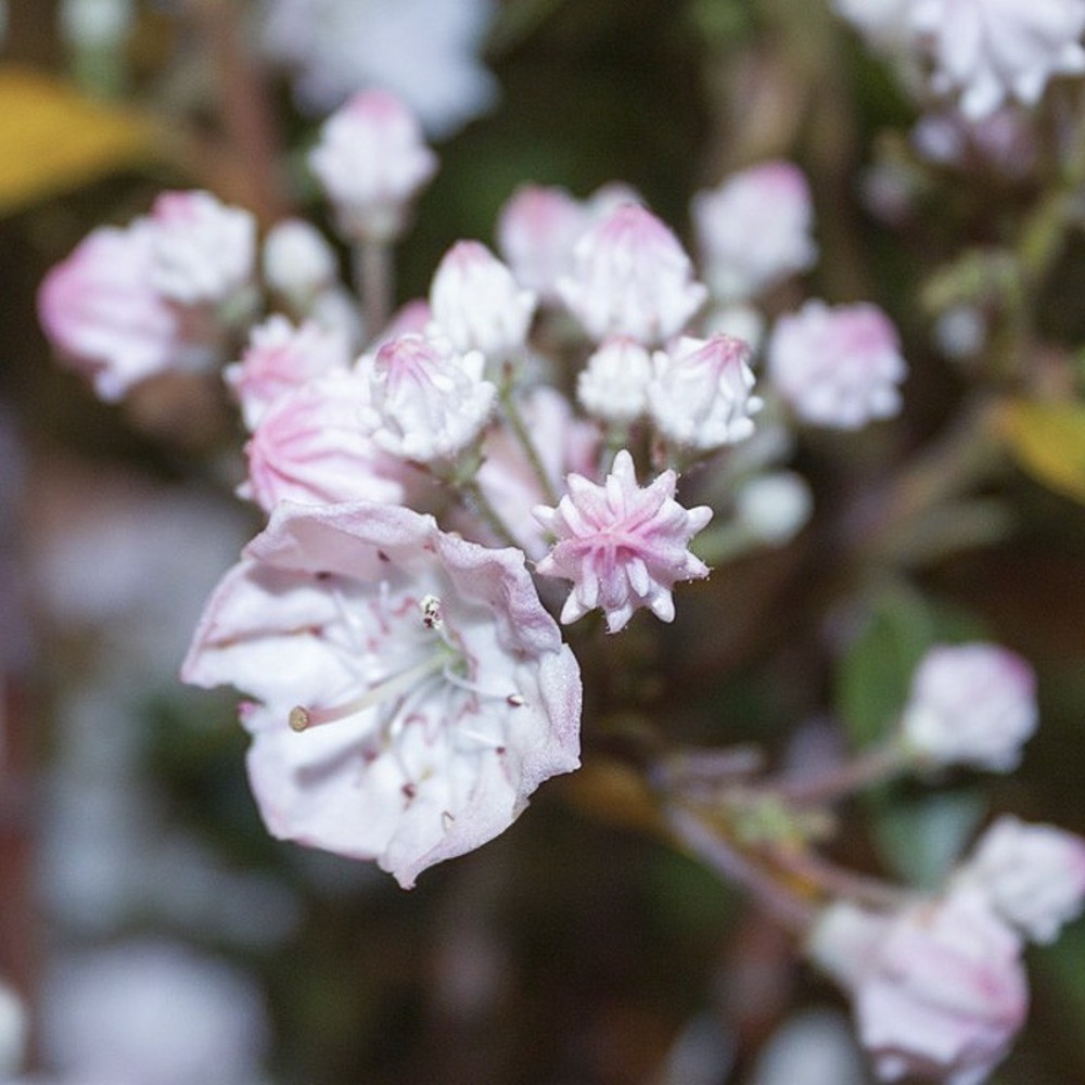 Laurier américain 'elf' pot de 3l/4l
