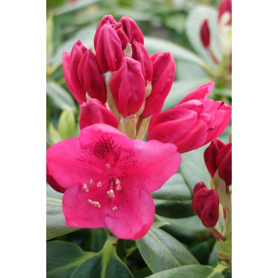 Rhododendron 'nova zembla' - en pot de 5 litres