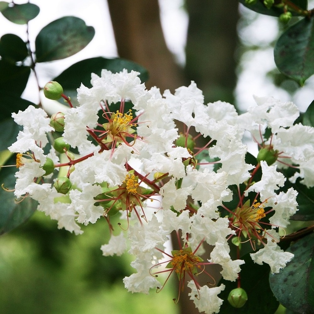 Lilas des indes 'blanc' - lagerstroemia indica 'blanc'