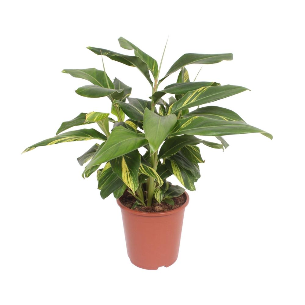 Alpinia zerumbet variegata - ø27cm - ↕80cm - plantes d'intérieur
