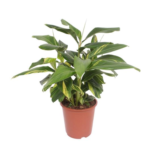 Alpinia zerumbet variegata - ø27cm - ↕80cm - plantes d'intérieur