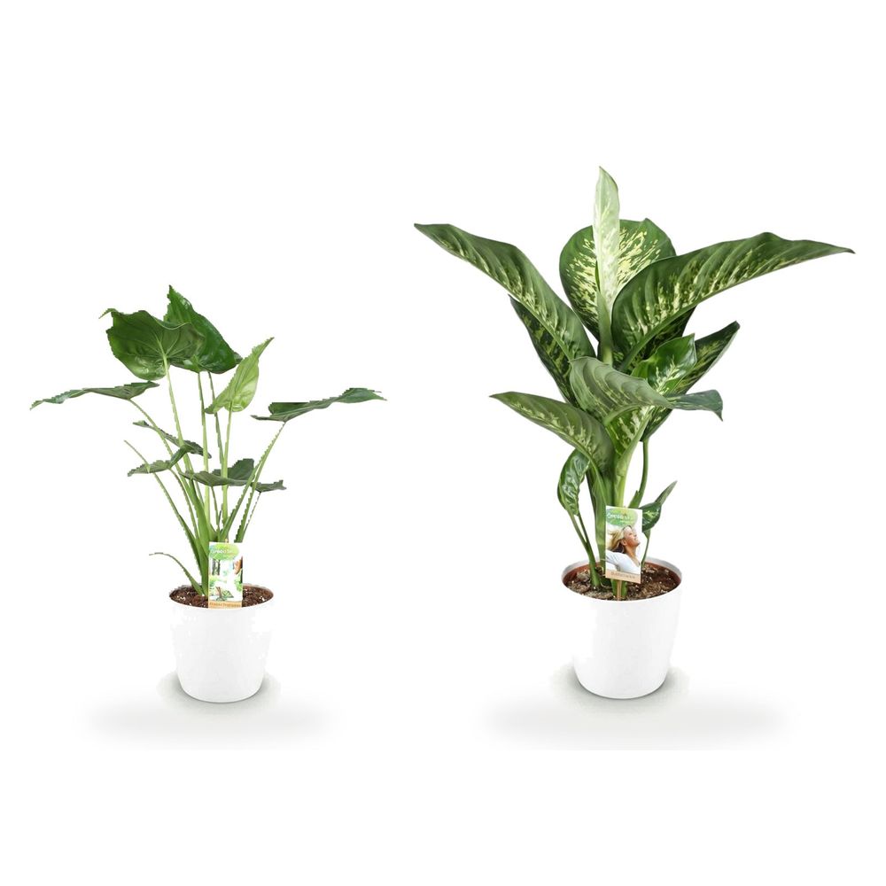 Duo feuillages pot blanc — alocasia cucullata & dieffenbachia tropic snow