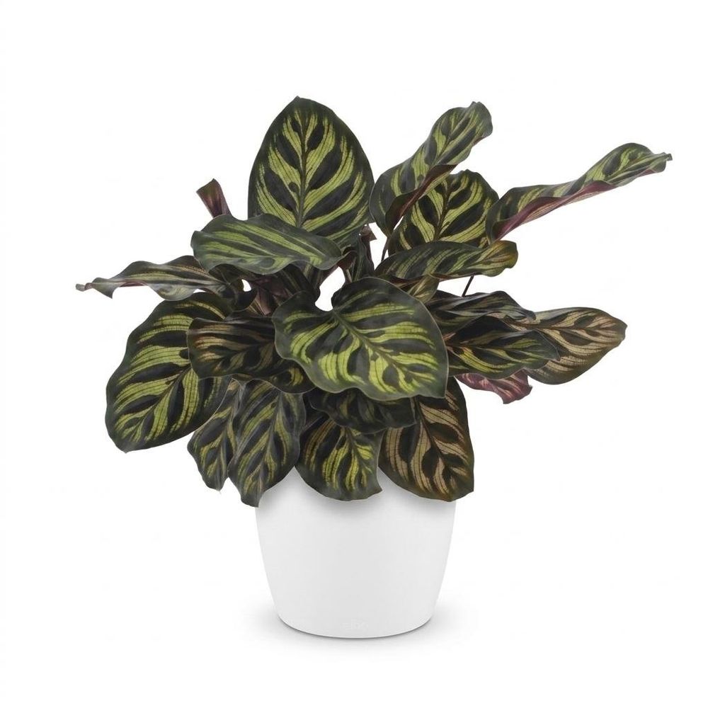 Calathea makoyana - plante paon - pot de 12cm - hauteur 25cm