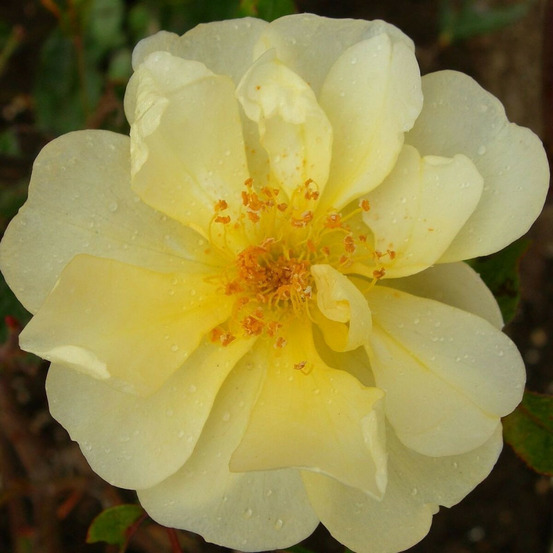 Rosier grimpant mermaid pot de 1,5l - tuteur bambou 30/60 cm