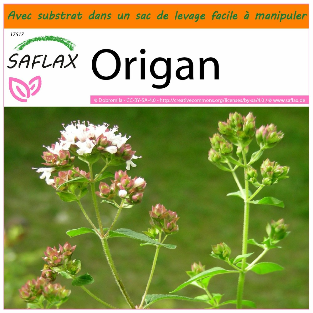 Garden in the bag - origan - 600 graines - origanum vulgare supsp. Hirtum