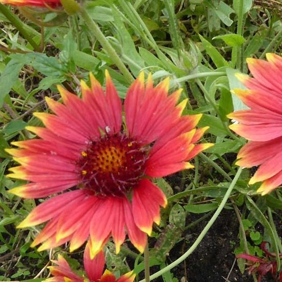Gaillarde 'tokayer' godet de 8/9 cm