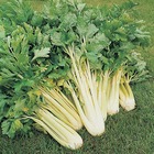 Celeri geant dore ameliore - 1.5 g