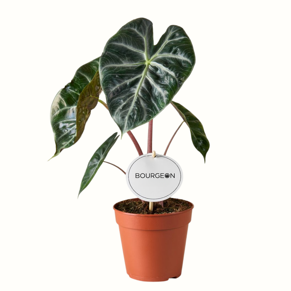 Alocasia pink dragon - 25cm