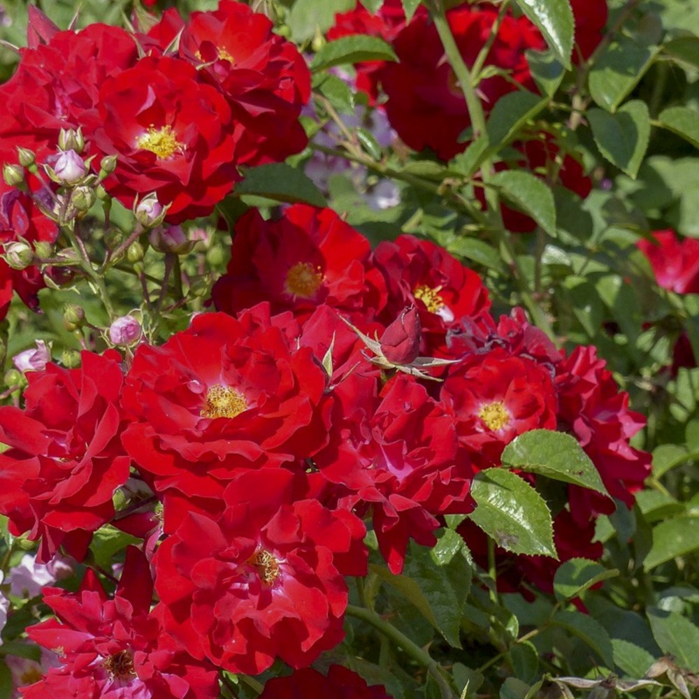 Rosier à fleurs groupées 'mainaufeuer' pot de 4l/5l