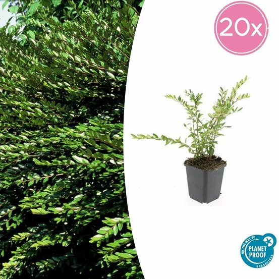 Chèvrefeuille à cupule 'purple pearl' x20 – entre 1,25 et 1,67m2