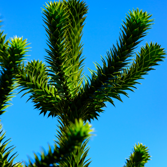 Araucaria du chili - araucaria araucana 30/40cm