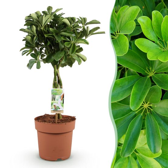 Schefflera nora - pot de 21cm - hauteur 70-82cm - plantes d'intérieur