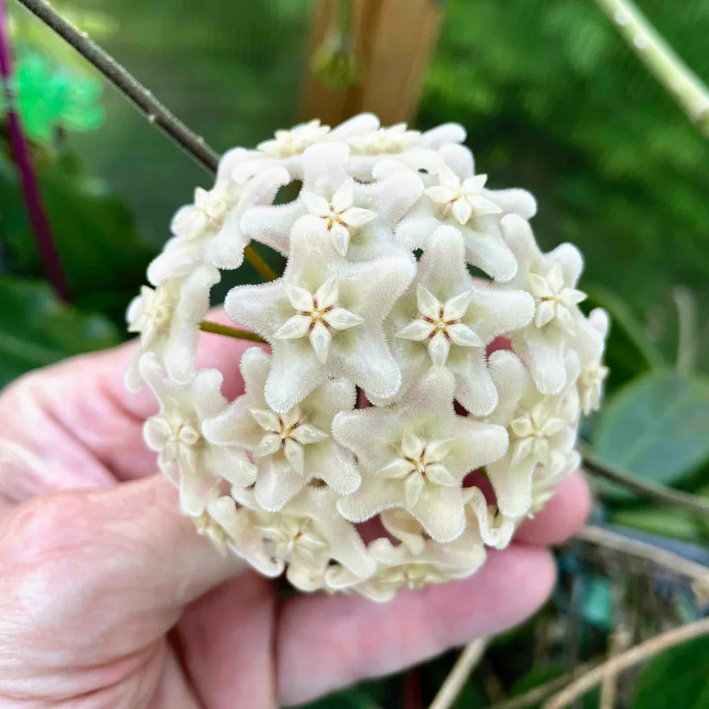 Hoya vangviengiensis - pot de 6cm