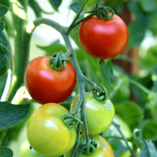 Plant de tomate grappelina gv232 type grappe godet