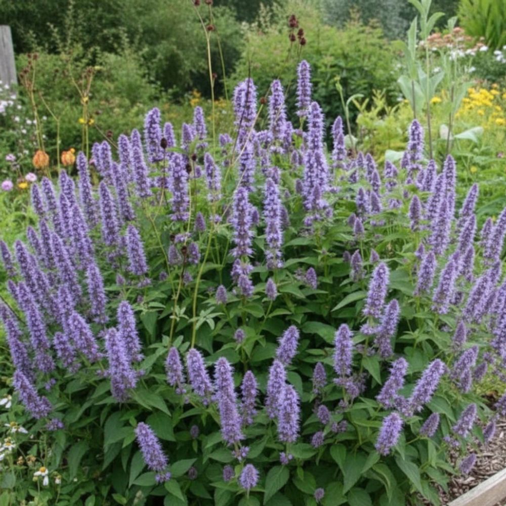 Agastache black adder lot de 9 godets