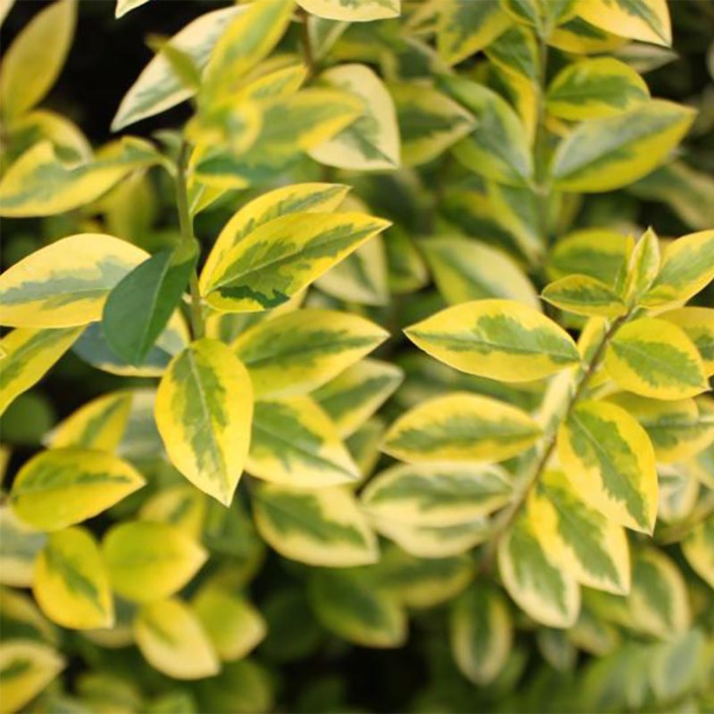 Troène de californie 'aureum' godet de 8/9 cm