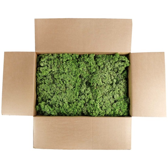 Lic/4070 lichen stabilisée vert moyen box 4 kg