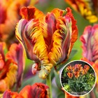 Tulipa rasta parrot - bulbes de tulipes x15 - bulbes à fleurs pour jardin, terrasse ou balcon