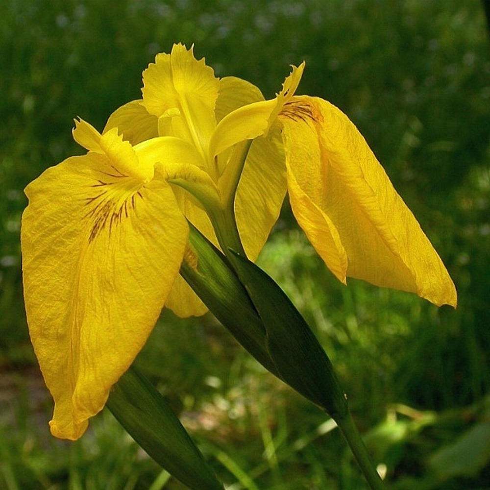 Iris des marais 'variegata' godet de 8/9 cm