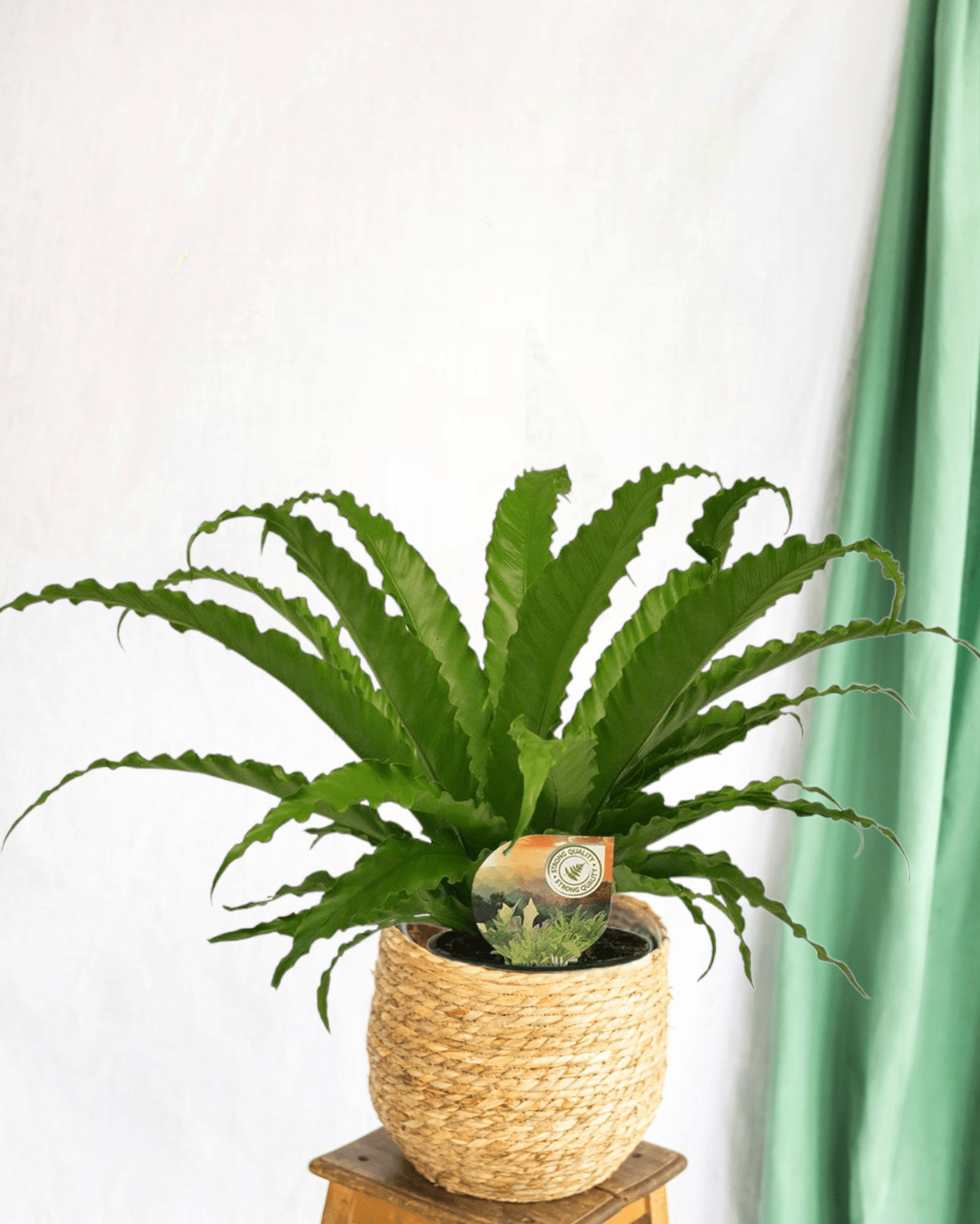 Plante d'intérieur - fougère asplenium osaka 40cm
