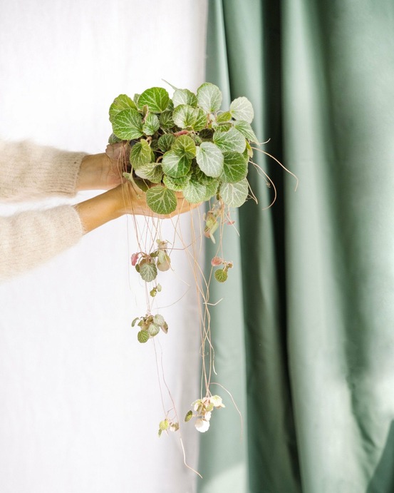Saxifraga stolonifera 38cm - plante d'intérieur