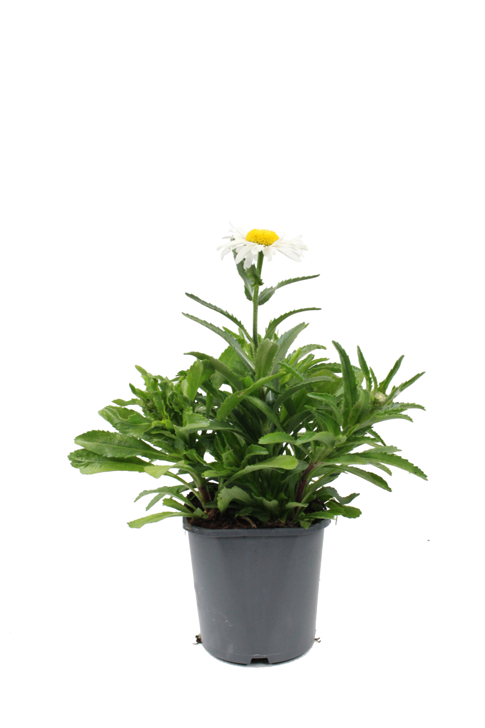 Leucanthemum pot 2 l