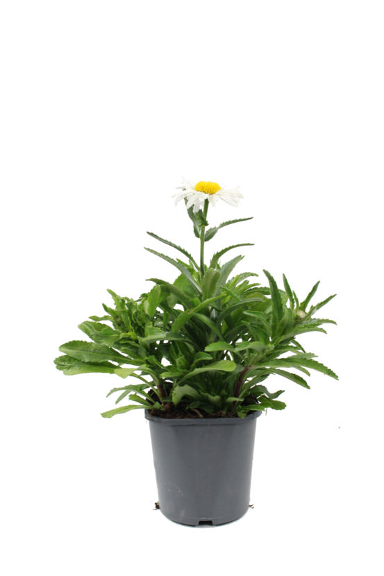 Leucanthemum pot 2 l