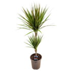 Dracaena marginata bicolor - dragonnier bicolor - plante d'intérieur verte - pot de 17cm - hauteur de 70-80cm
