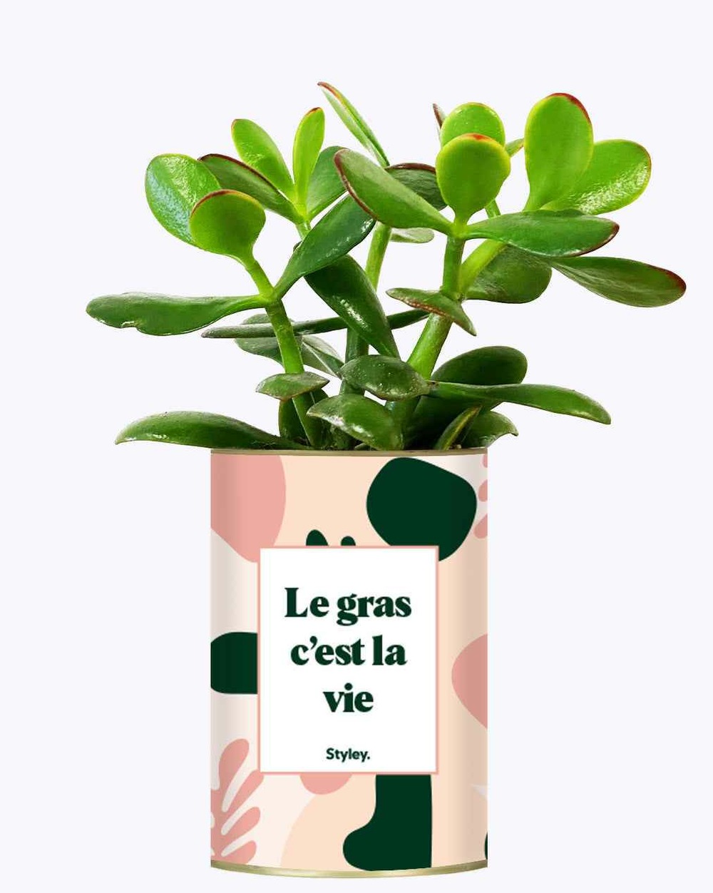 Idée cadeau - le gras c'est la vie - cactus