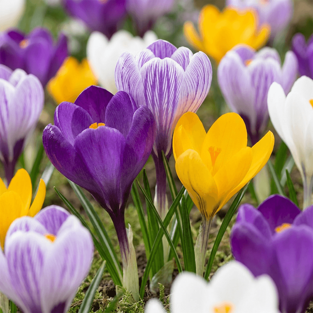 Crocus à grandes fleurs en mélange (crocus) - calibre 7/8 - 240 bulbes