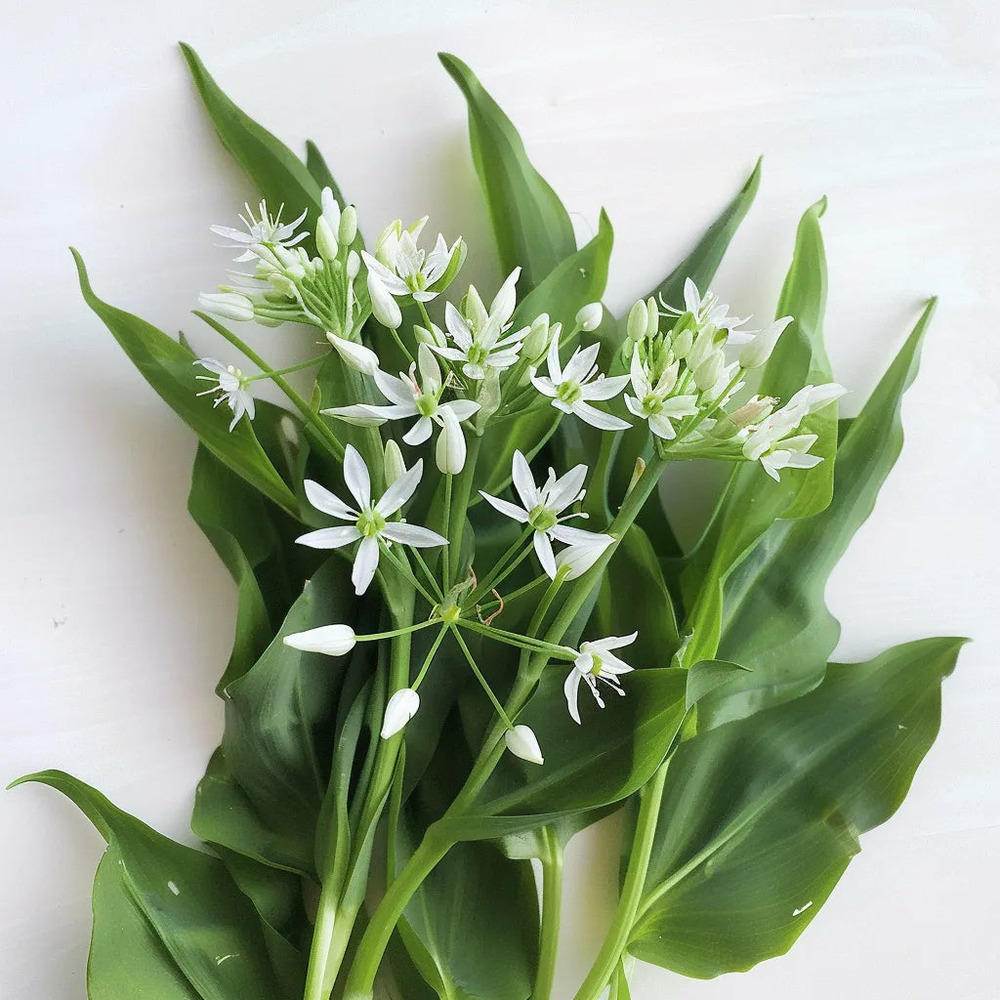 50 graines d'ail des ours - semisauvage permaculture