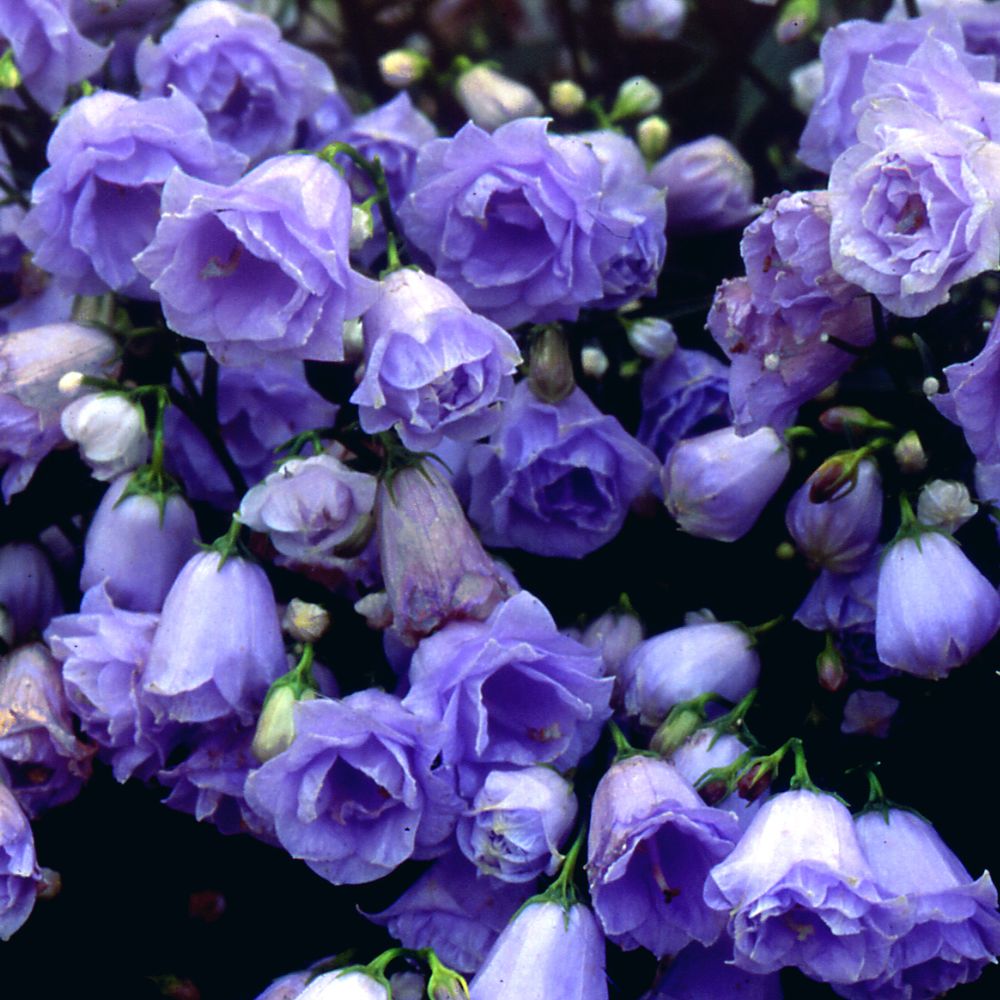 Campanule 'elizabeth oliver' pot de 2l/3l