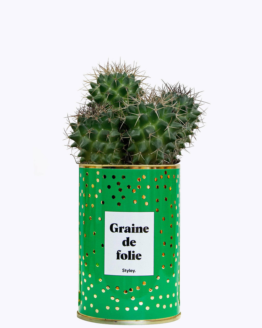 Plante facile à entretenir - graine de folie - cactus