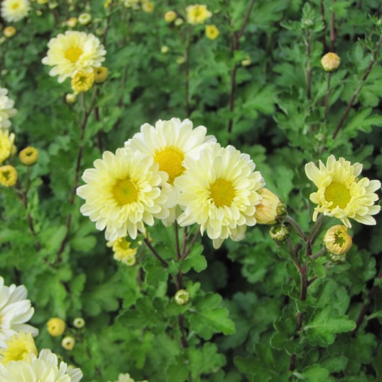 Chrysanthème des jardins 'poesie' godet de 8/9 cm