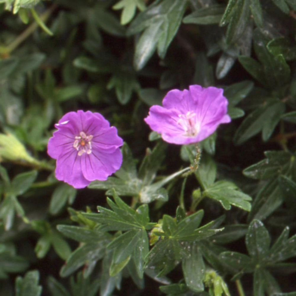 Géranium vivace sanguin compactum lot de 9 godets